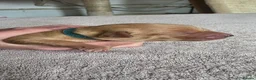 Labrador Retriever dogs for sale: Labrador puppies seeking loving homes. - Advert 7