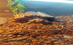 Tortoise reptiles for sale: Horsefield tortoise  - Image 1