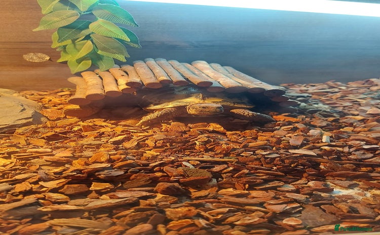 Tortoise reptiles - Advert 3