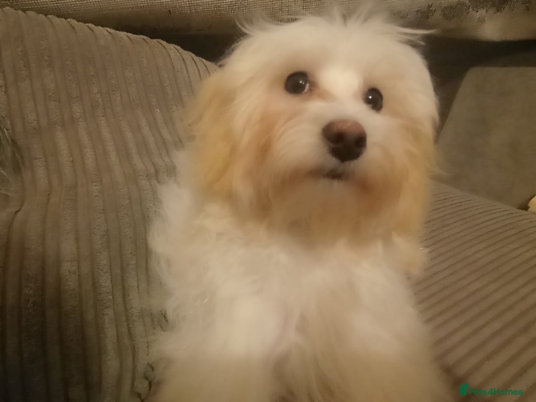 Maltipoo dogs for sale: Beautiful Maltipoo puppies  - Advert 2