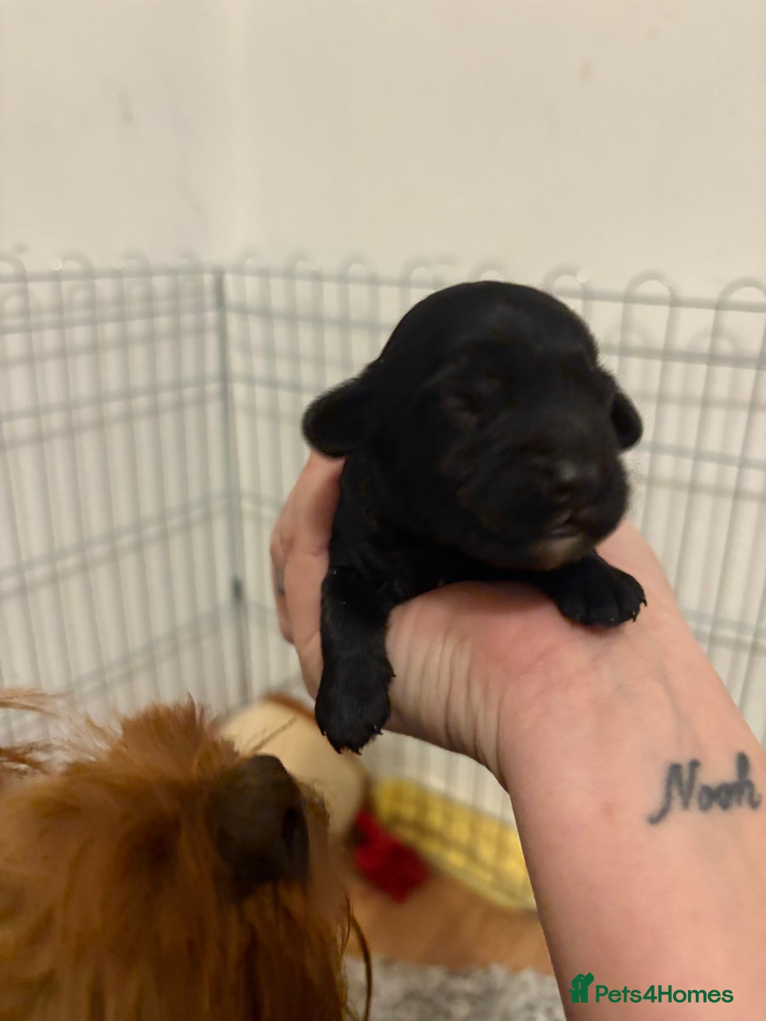 Cavapoo dogs for sale: Stunning f2 cavapoo pups girls and boys  - Advert 5