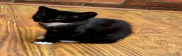 Mixed Breed cats for sale: A girl and a boy are looking new loving homes🥰🫢 - Advert 7