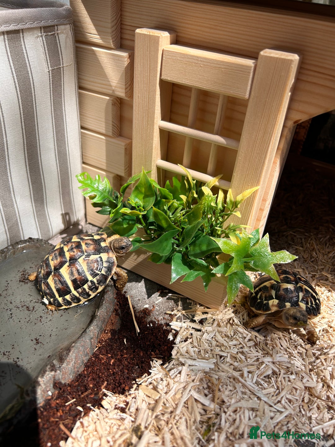 Hermann Tortoise reptiles for sale: Two Dwarf Hermann Tortoises & full set-up - Image 11