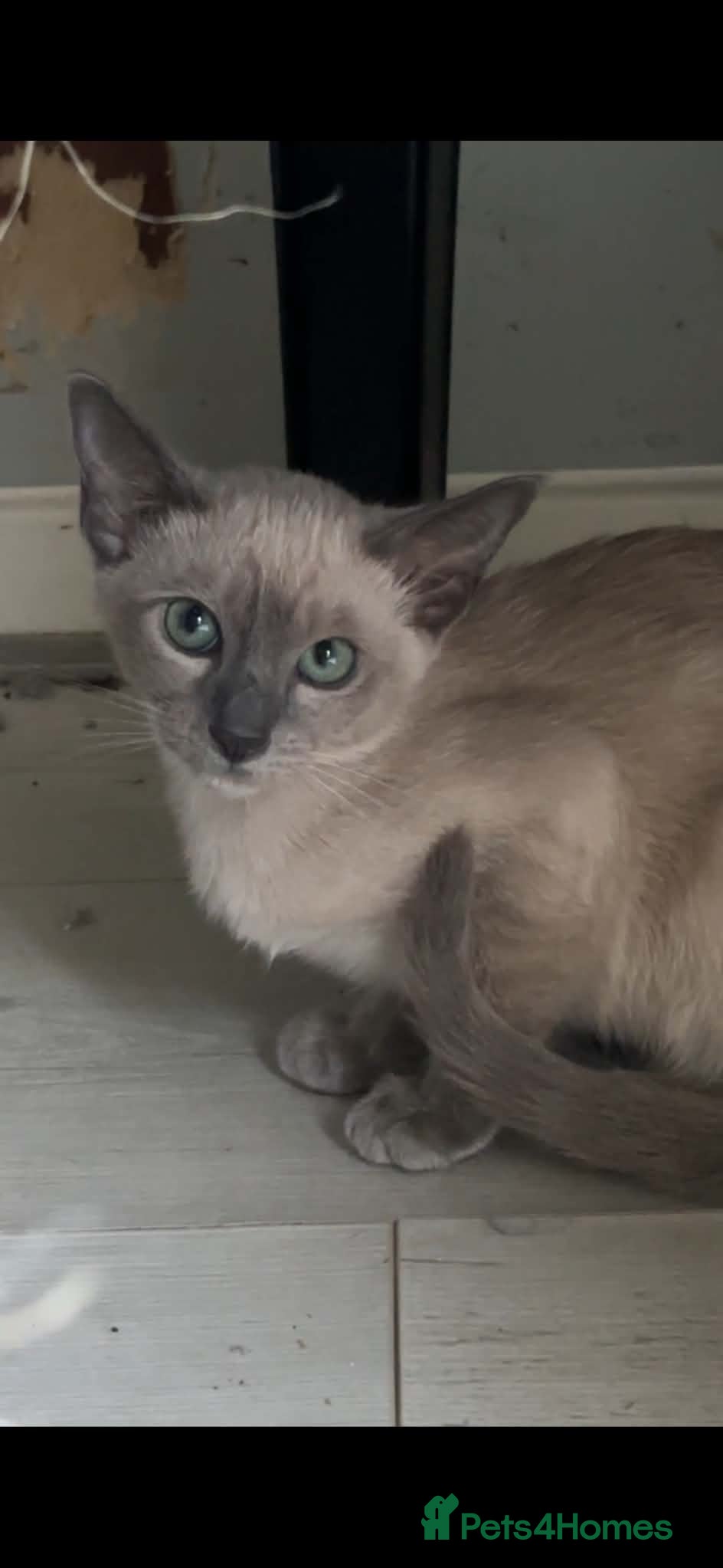 Tonkinese cats Tonkinese kittens ready now - Advert 2