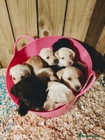 Labrador Retriever dogs Quality KC reg labs (beautiful rare blue eyes) - Advert 7