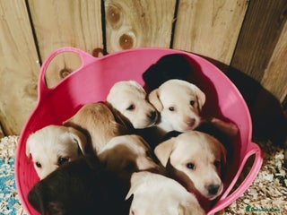 Labrador Retriever dogs Quality KC reg labs (IDEAL therapy/assistance dog) - Advert 4