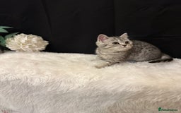 British Shorthair cats for sale: Silver Spotted Full Pedigree Registered BSH - Image 19
