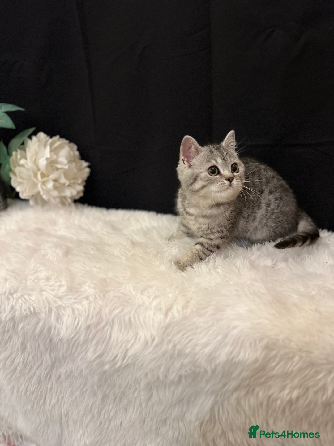 British Shorthair cats for sale: Silver Spotted Full Pedigree Registered BSH - Image 19
