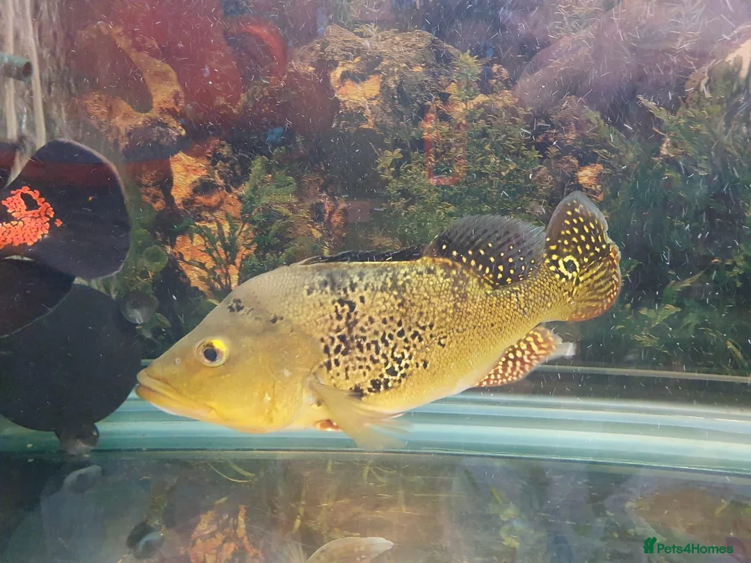 Cichlids fish for sale: Kelberi Peacock Bass - Advert 2