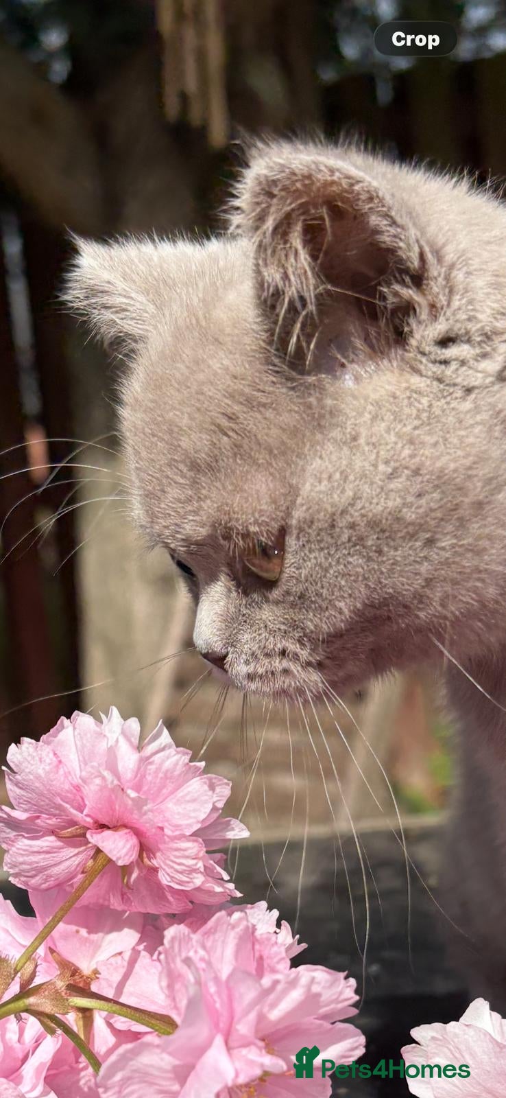 British Shorthair cats British Shorthair Pedigree kittens*READY NOW* - Advert 1