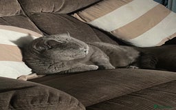 British Shorthair cats for sale: British blue BSH  - Image 14