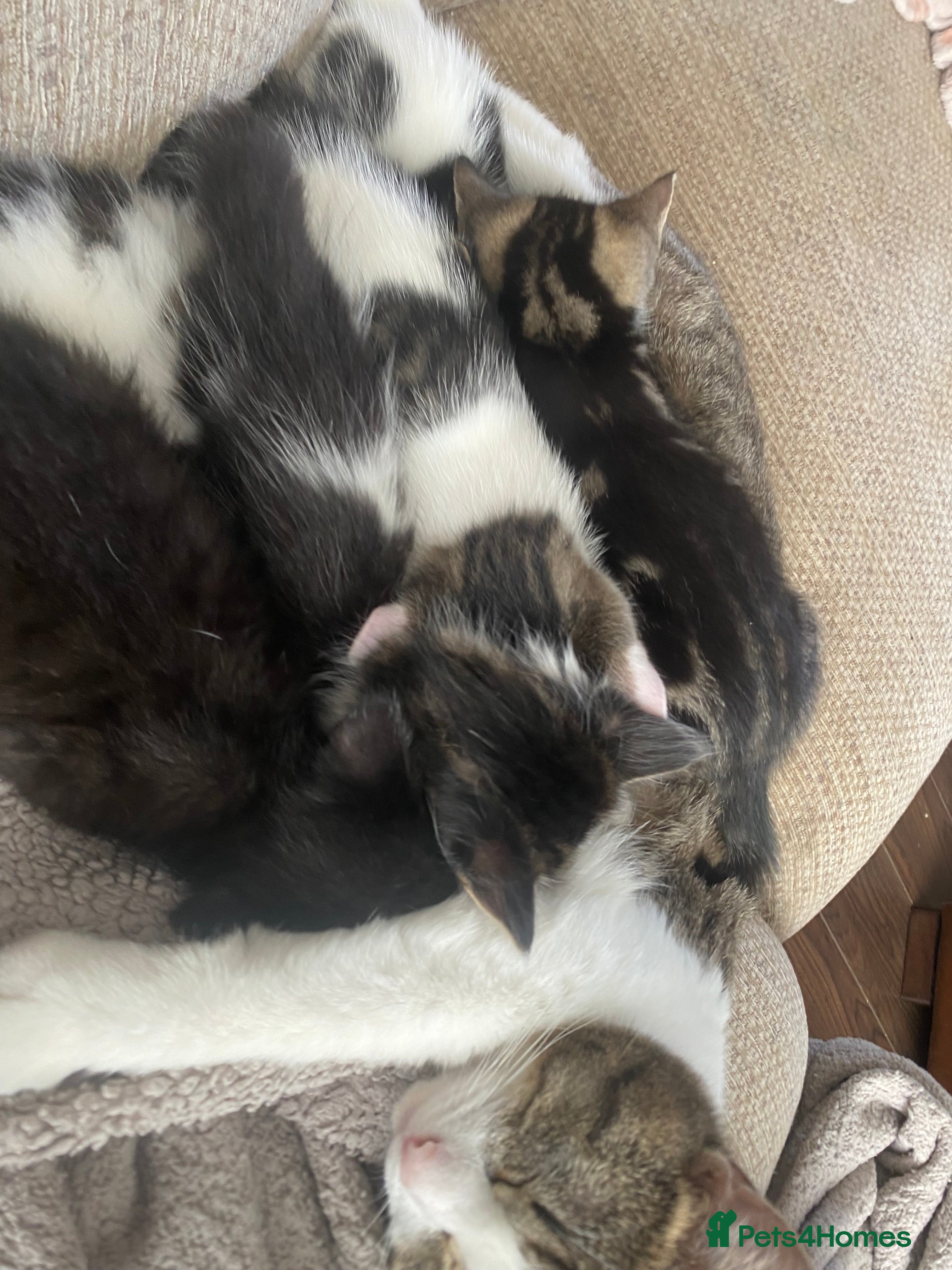 Mixed Breed cats 2 girls 1 boy beautiful kittens - Advert 17