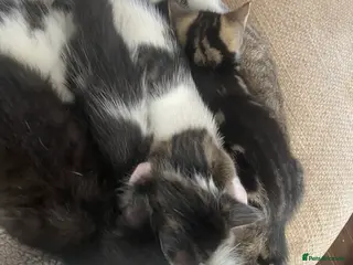 Mixed Breed cats 2 girls 1 boy beautiful kittens - Advert 17