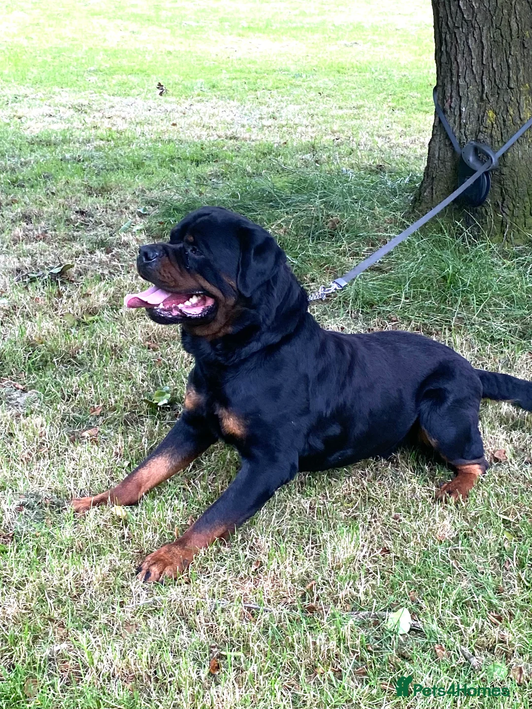 Rottweiler dogs for stud: Kc Registered Rottweiler STUD ONLY !! in Birmingham - Advert 3
