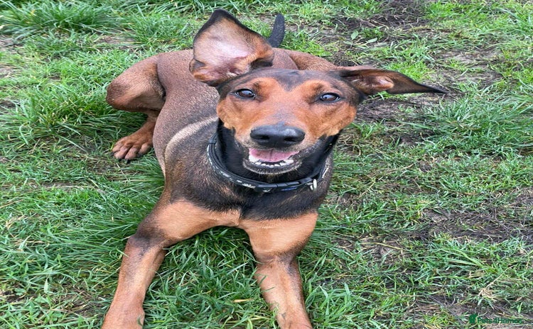 Mixed Breed dogs BEAUTIFUL BONNIE  - Advert 7