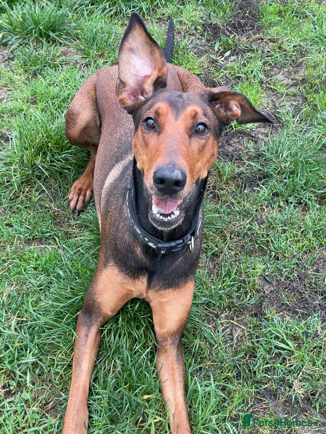Mixed Breed dogs for adoption: BEAUTIFUL BONNIE  - Advert 1