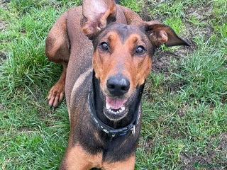 Mixed Breed dogs BEAUTIFUL BONNIE - Advert 16