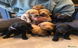 Labradoodle dogs for sale: F1 Labradoodles.  - Image 4