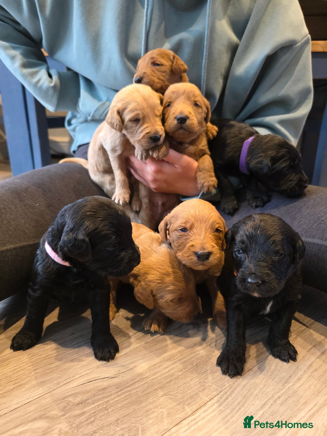 Labradoodle dogs for sale: F1 Labradoodles.  - Image 4