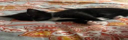 Mixed Breed cats for sale: 1/2 Maine coon kittens x5  - Advert 6