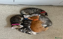 Maine Coon cats for sale: ✨2 Boys and 3 Girls Maine Coon kittens ✨🐾 - Image 3