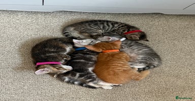 Maine Coon cats - Advert 9
