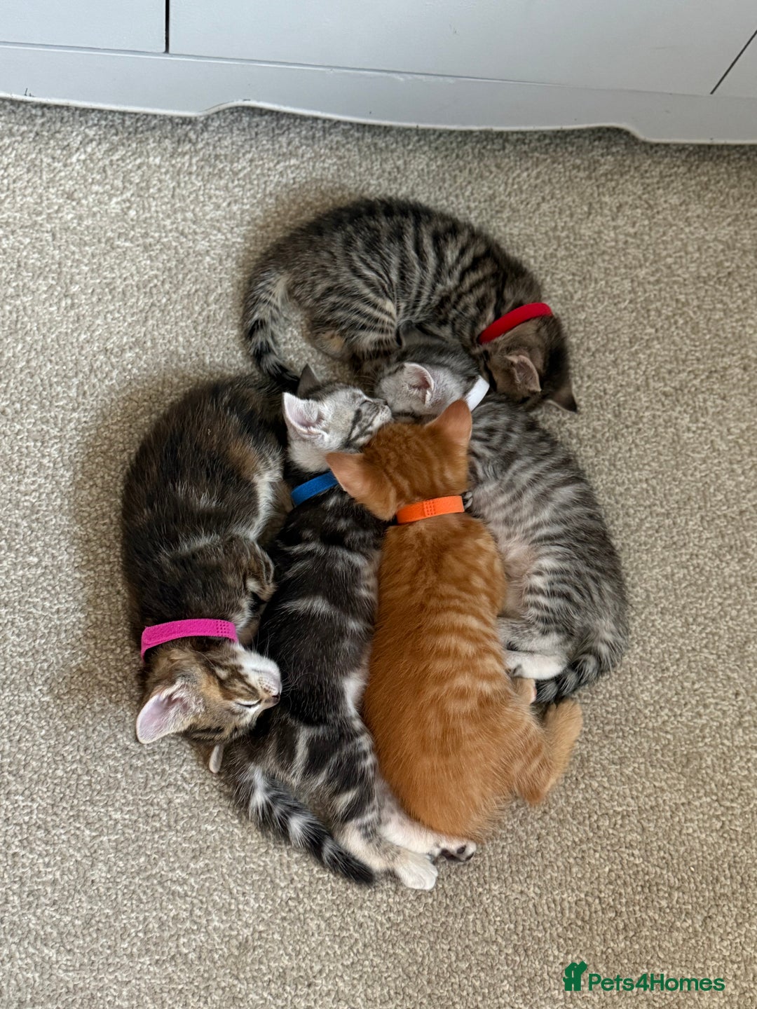 Maine Coon cats for sale: ✨2 Boys and 3 Girls Maine Coon kittens ✨🐾 - Image 3