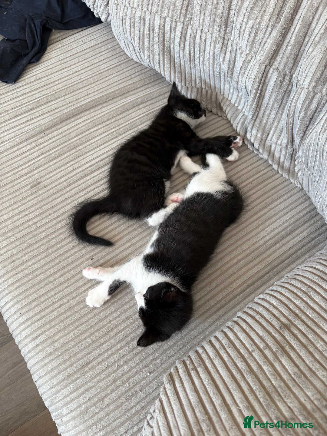 Mixed Breed cats for sale: Kittens for sale  - Image 13