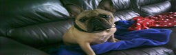 French Bulldog dogs for sale: female french bulldog fawn/black mask - Advert 1