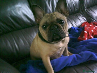 French Bulldog dogs female french bulldog fawn/black mask - Advert 20