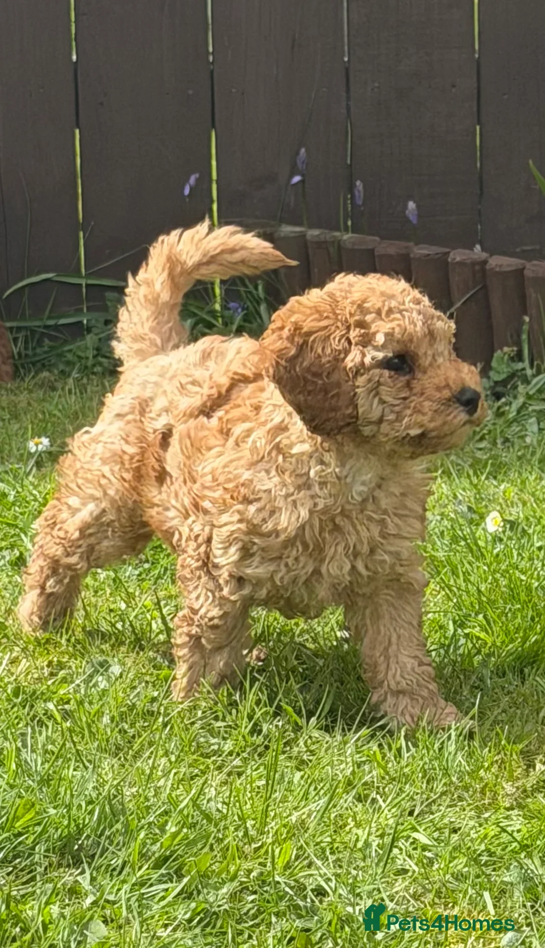 Cockapoo dogs for sale: One beautiful male F1B cockapoo puppy 🩵 - Advert 2