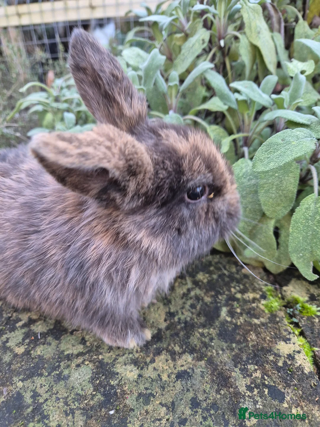 Mini Lop rabbits for sale: Mini Lops  - Advert 8