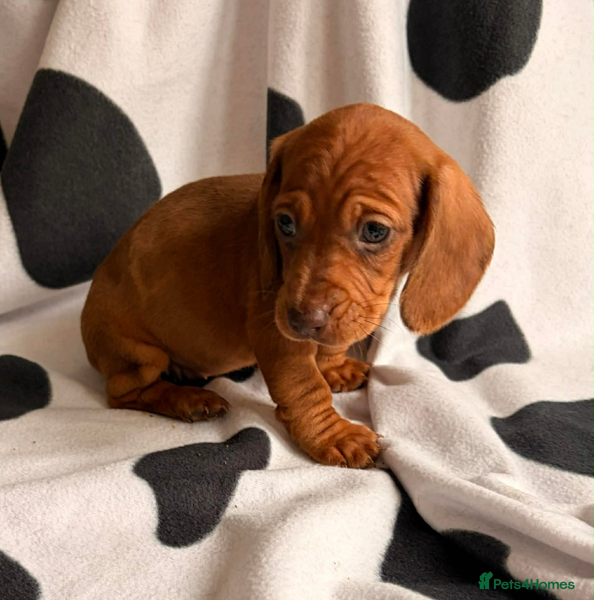 Dachshund dogs Dachshund puppies for sale  - Advert 2