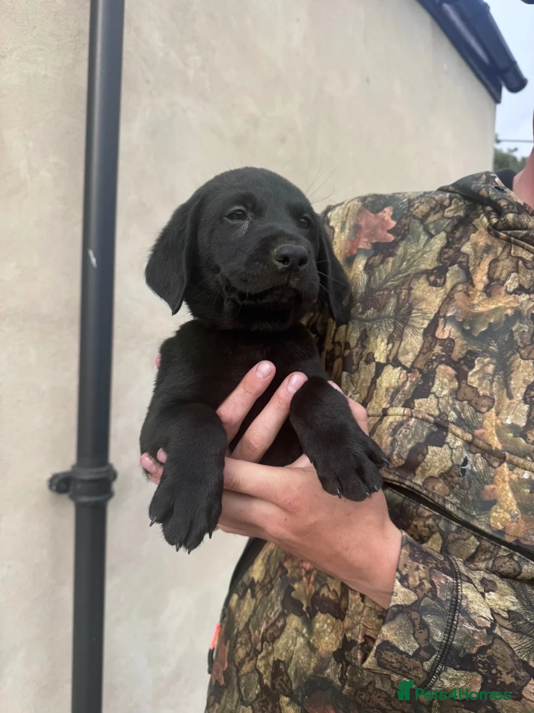 Labrador Retriever dogs for sale: KC Labrador dog pup for sale - Advert 2
