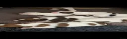 Jack Russell dogs for sale: 7 beautiful jack Russell puppies  - Advert 5