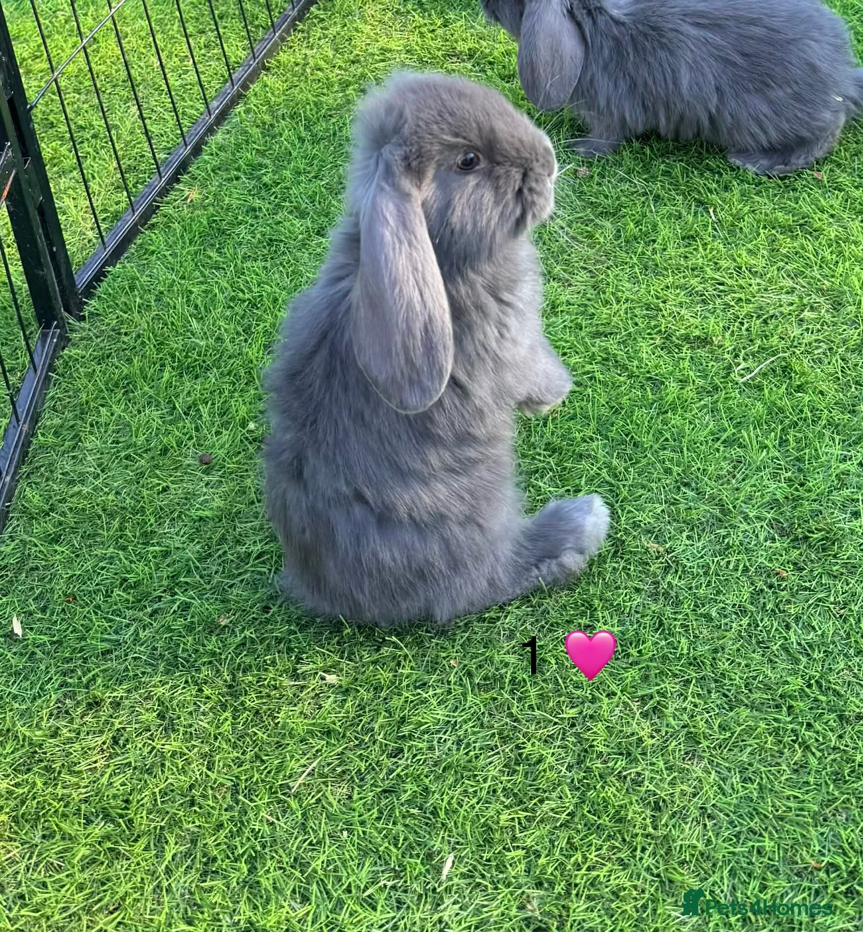 French Lop rabbits French lops - Advert 13
