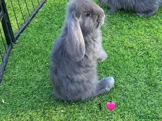 French Lop rabbits French lops - Advert 7