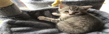 Mixed Breed Kitten 3