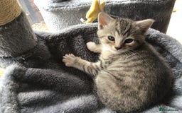 Mixed Breed cats for sale: Beautiful mixed breed kittens  - Image 10