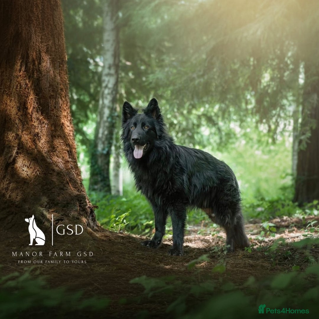 German Shepherd dogs for sale: KC registered 5 generation long coated GSD puppies - Image 9