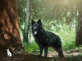 German Shepherd dogs KC registered 5 generation long coated GSD puppies - Advert 1