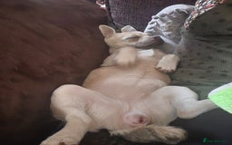 Chug dogs for sale: Female chug - Image 3