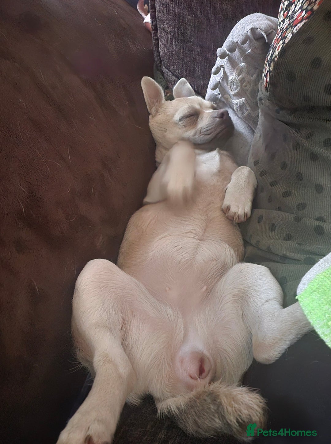 Chug dogs for sale: Female chug - Image 3