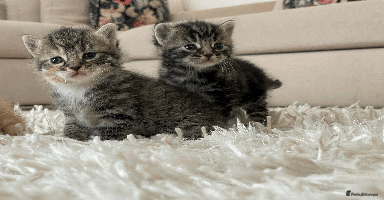 Mixed Breed cats - Advert 14