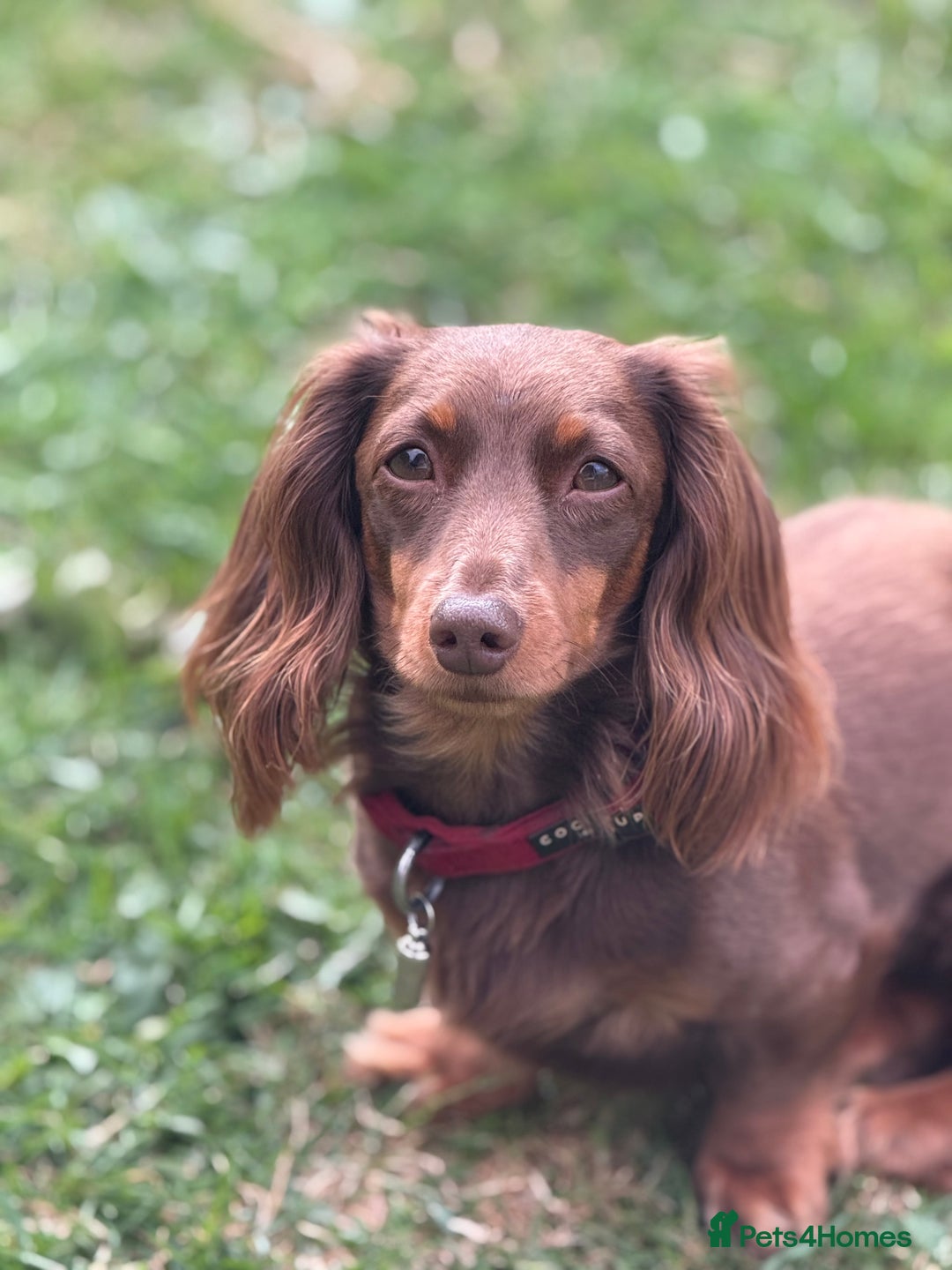 Miniature Dachshund dogs for sale: Long haired miniature dachshund litter  - Image 8