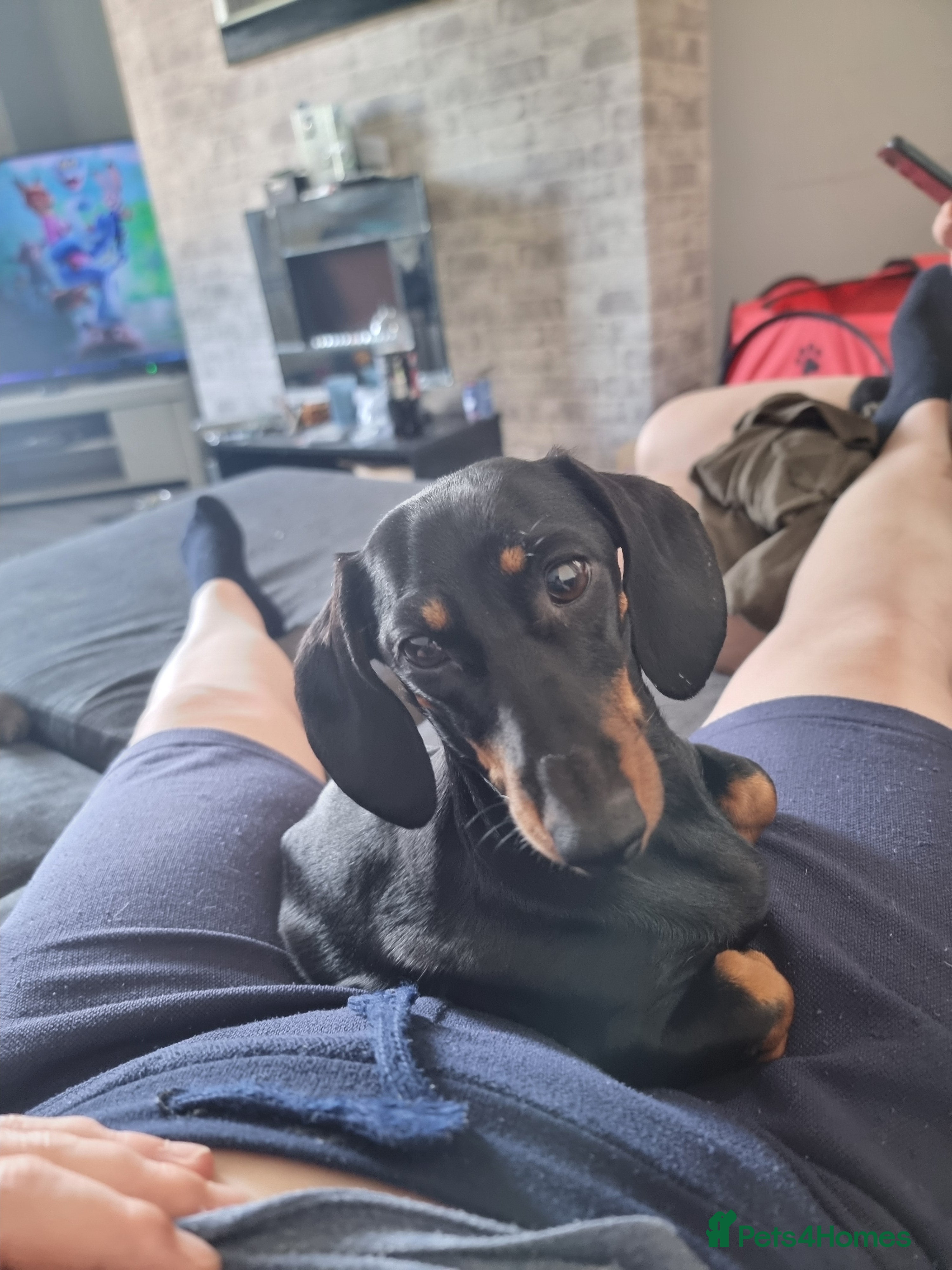 Miniature Dachshund dogs for sale: Long haired mini Dachshund chocolate/tan pointers in Sheffield - Advert 2