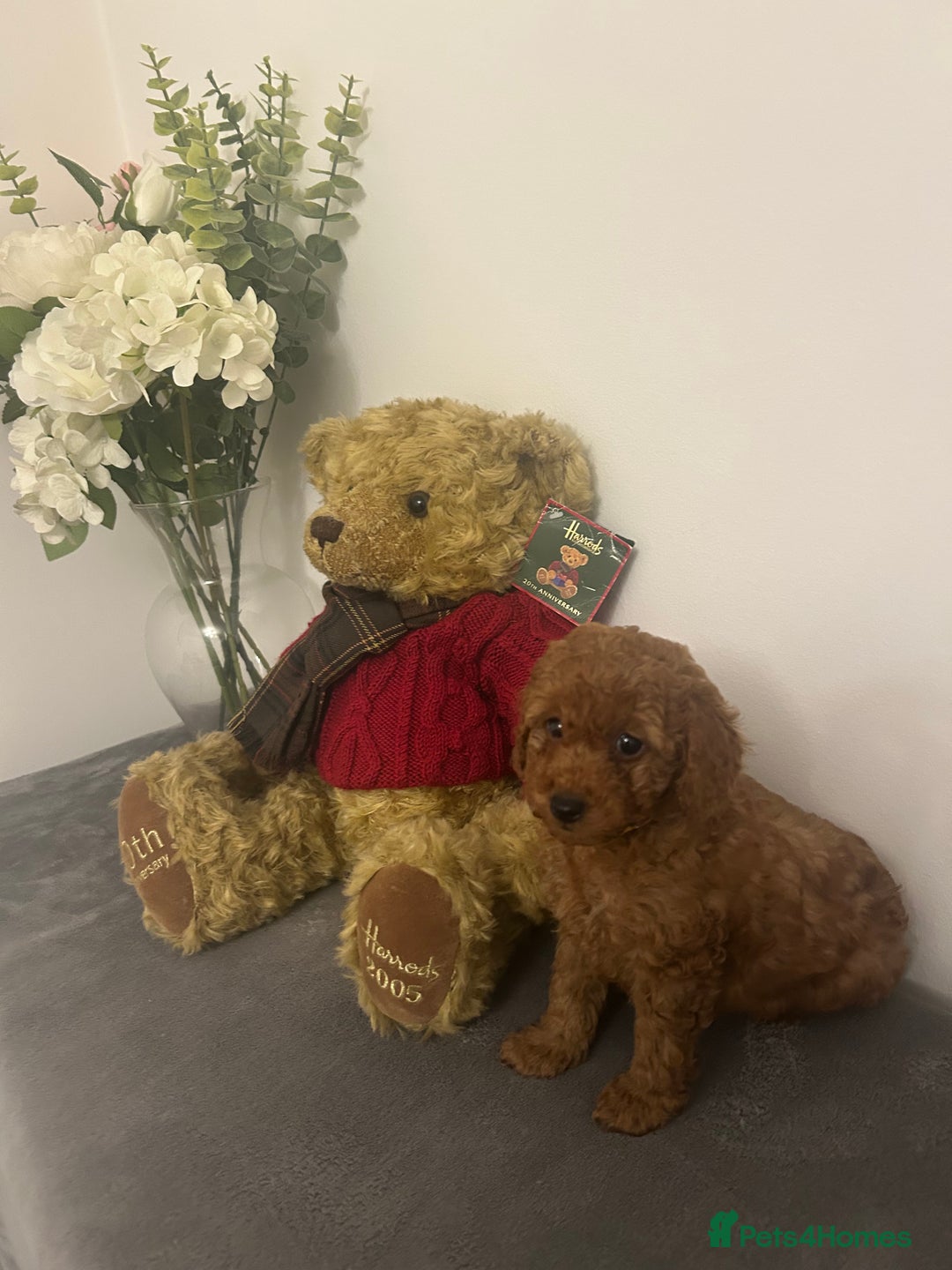 Cavapoo dogs for sale: outstanding Cavapoo’s, with heart tested parents - Advert 17
