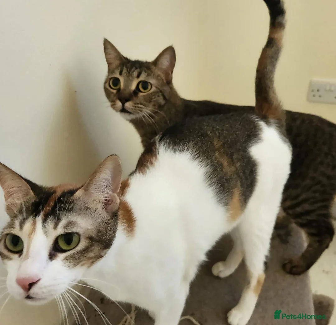 Domestic Shorthair cats for adoption: Elvis  - Advert 2