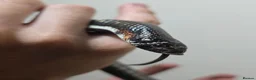 Snake reptiles for sale: Tri colour hognose snake  - Advert 2