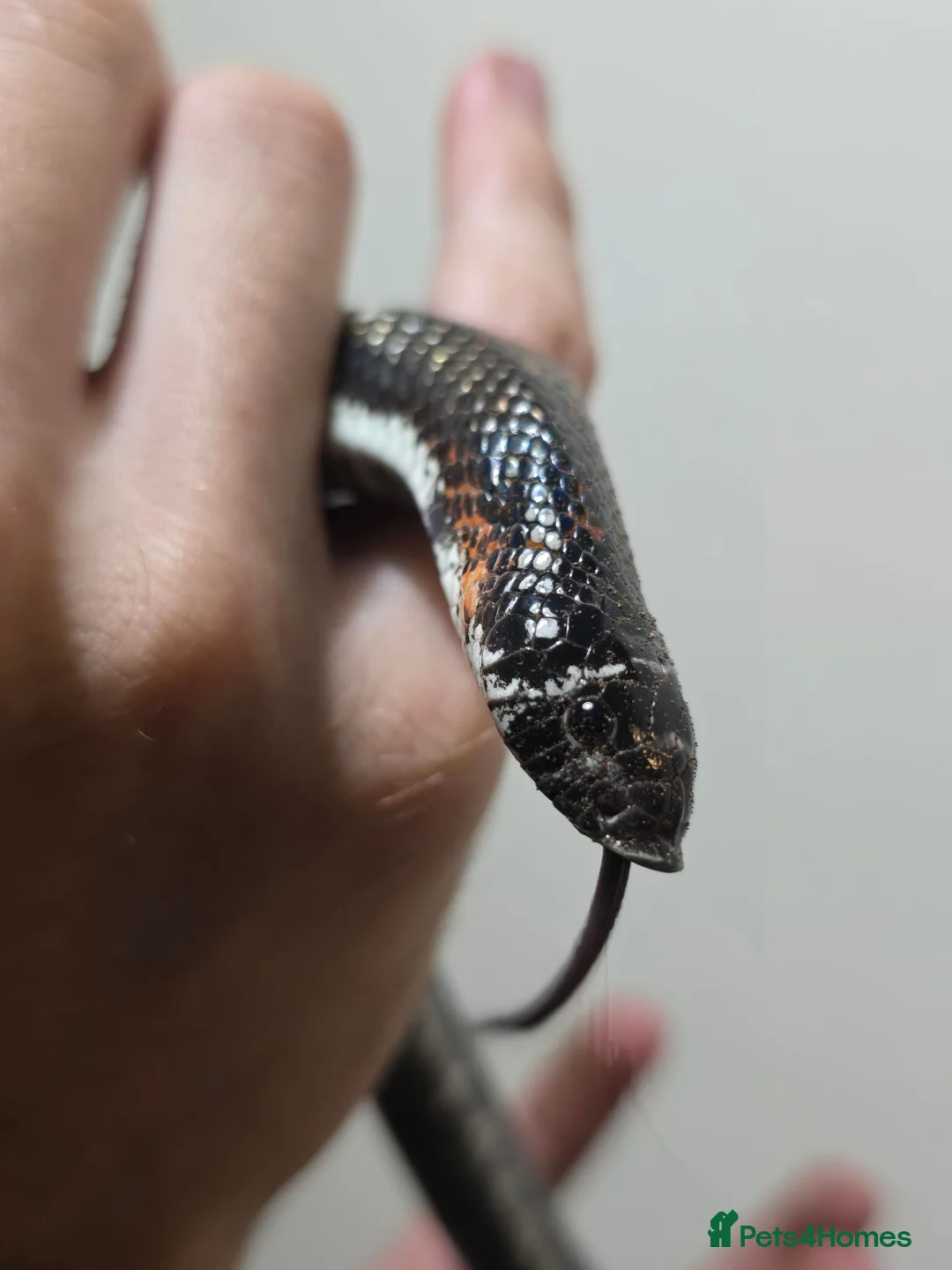 Snake reptiles for sale: Tri colour hognose snake  - Advert 2